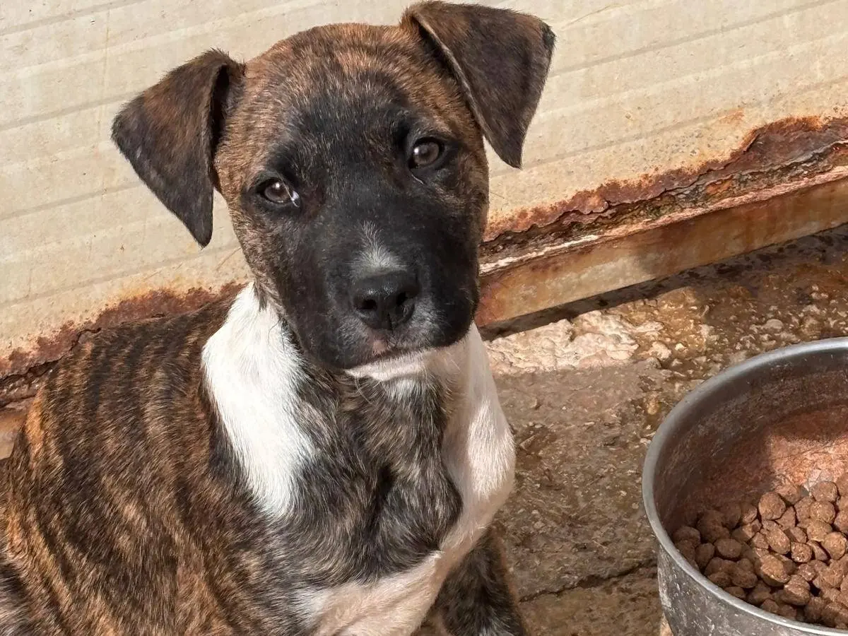 Adozione cane, maschio, Pitbull Razza sconosciuta, 10 mesi, taglia media, Ragusa