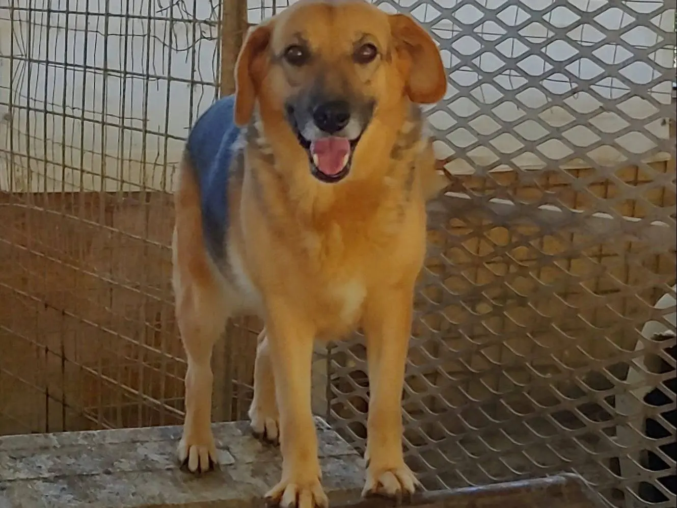 Adotta il cane Gabry a Messina