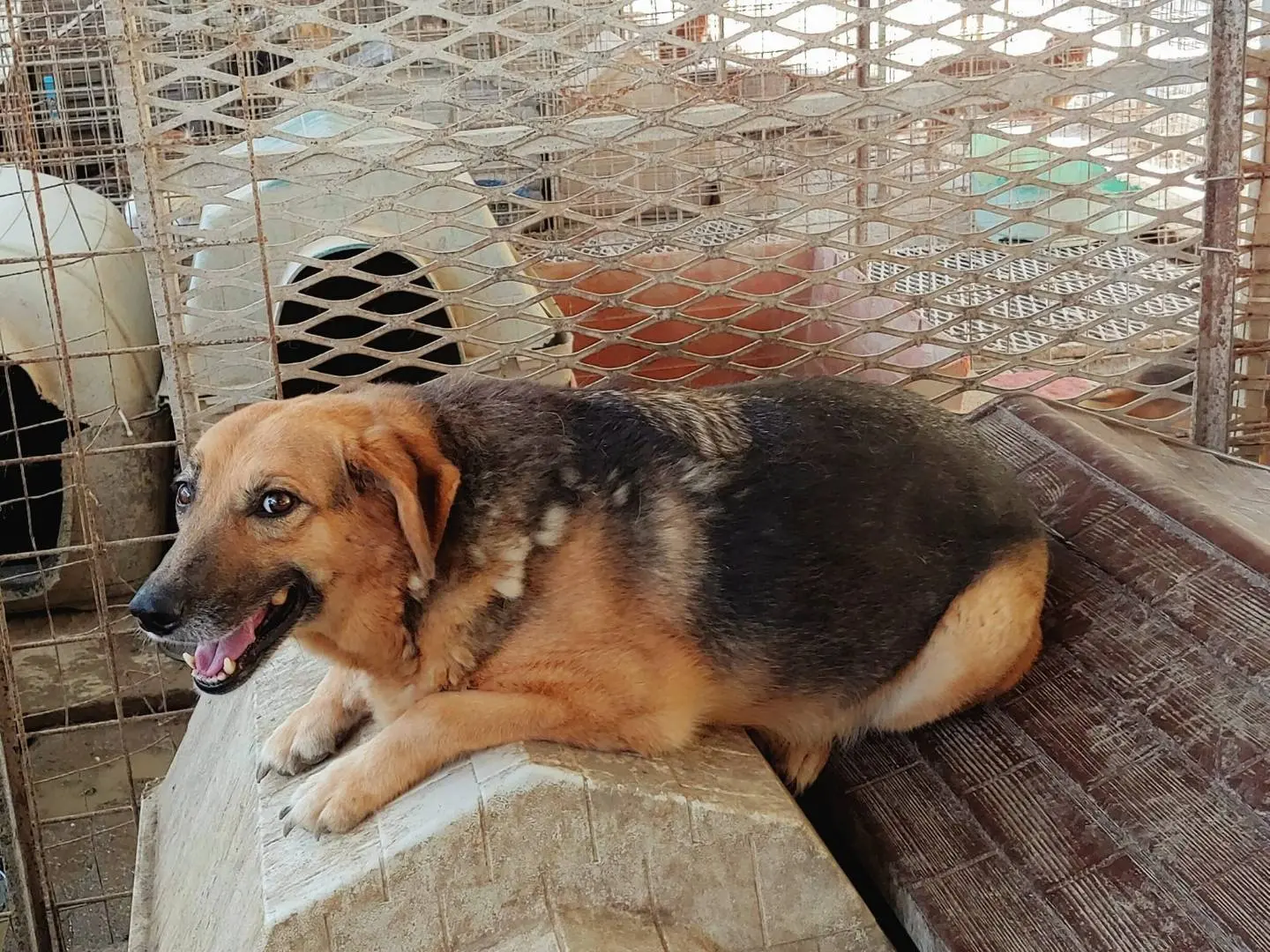 Adotta un cane, taglia media, femmina, Messina