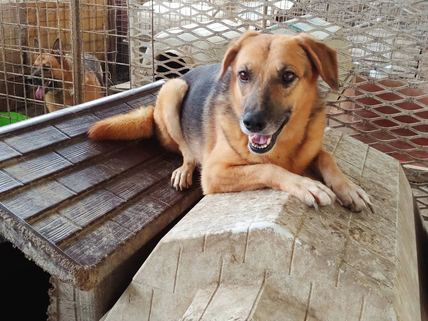 Adozione cane, femmina, Pastore tedesco, 12 anni e 4 mesi, taglia media, Messina