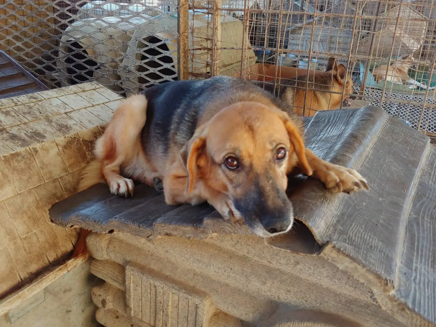 Adotta un cane, femmina, 12 anni e 4 mesi, Messina