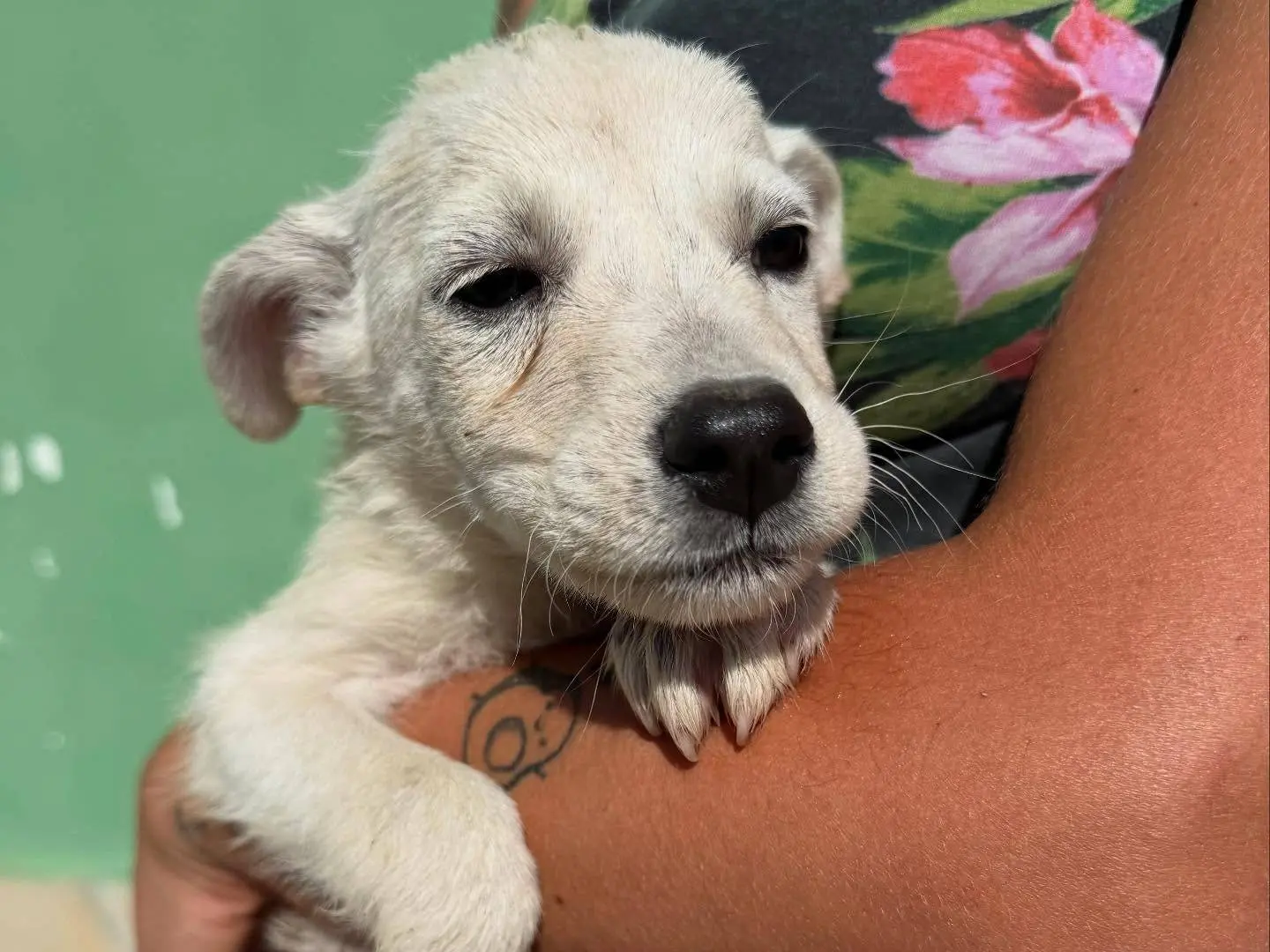 Adotta un cane, maschio, 1 anno e 5 mesi, Matera