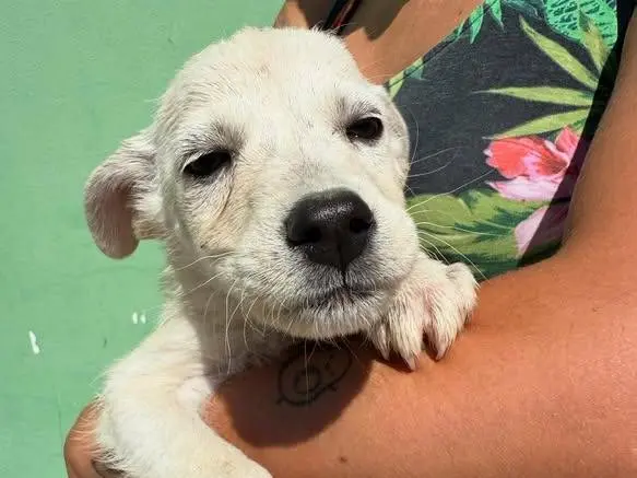Adozione cane, maschio, Razza sconosciuta Razza sconosciuta, 1 anno e 5 mesi, taglia media, Matera