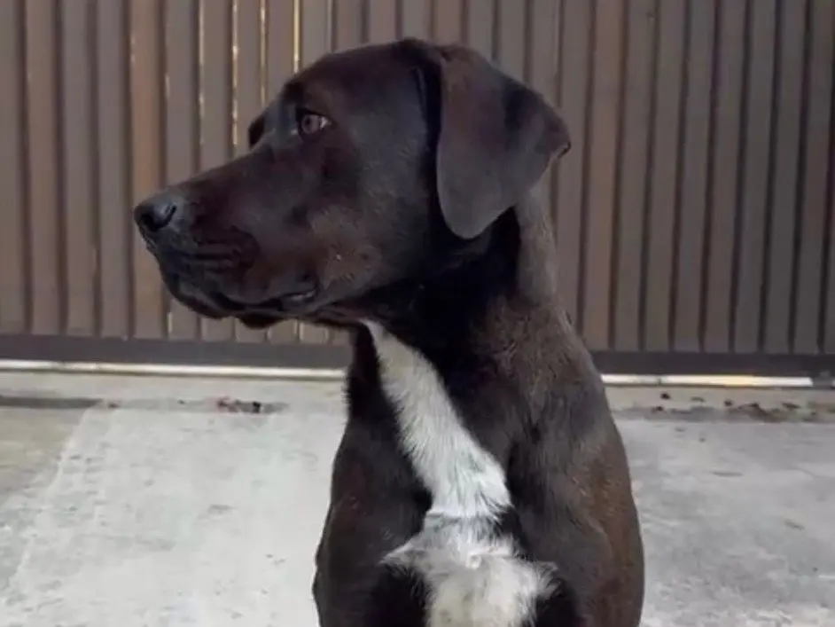 Adotta il cane Nino a Milano