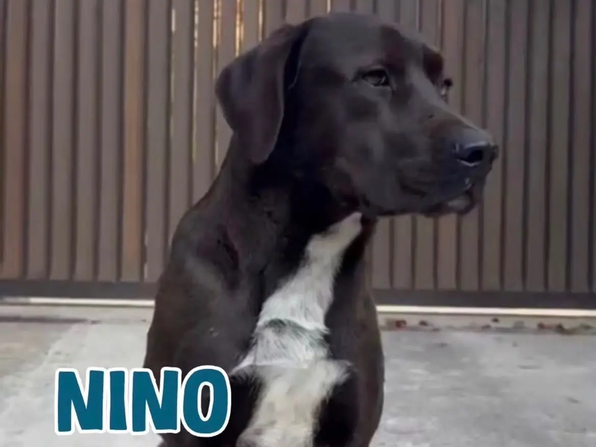 Adotta un cane, maschio, 2 anni, Milano