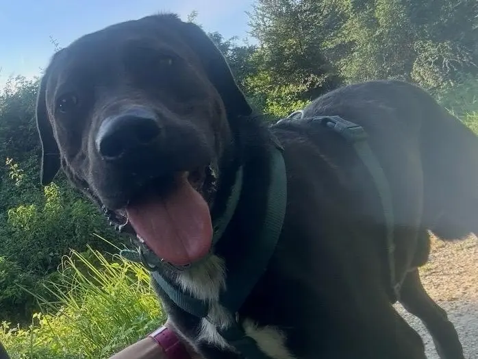 Adotta un cane, taglia grande, maschio, Milano