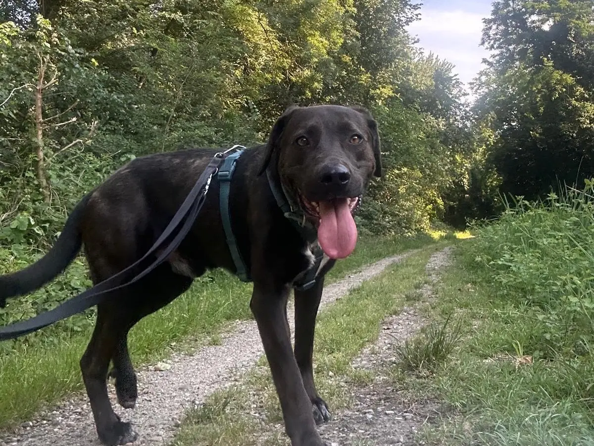 Vuoi adottare un cane a Milano?