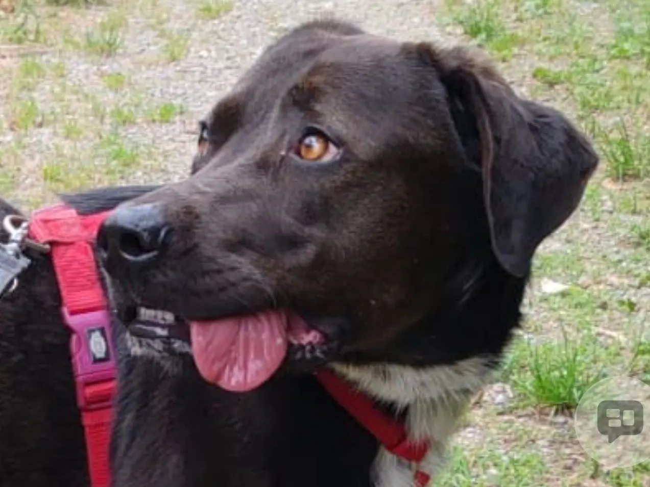 Adozione cane, maschio, Razza sconosciuta Razza sconosciuta, 2 anni, taglia grande, Milano