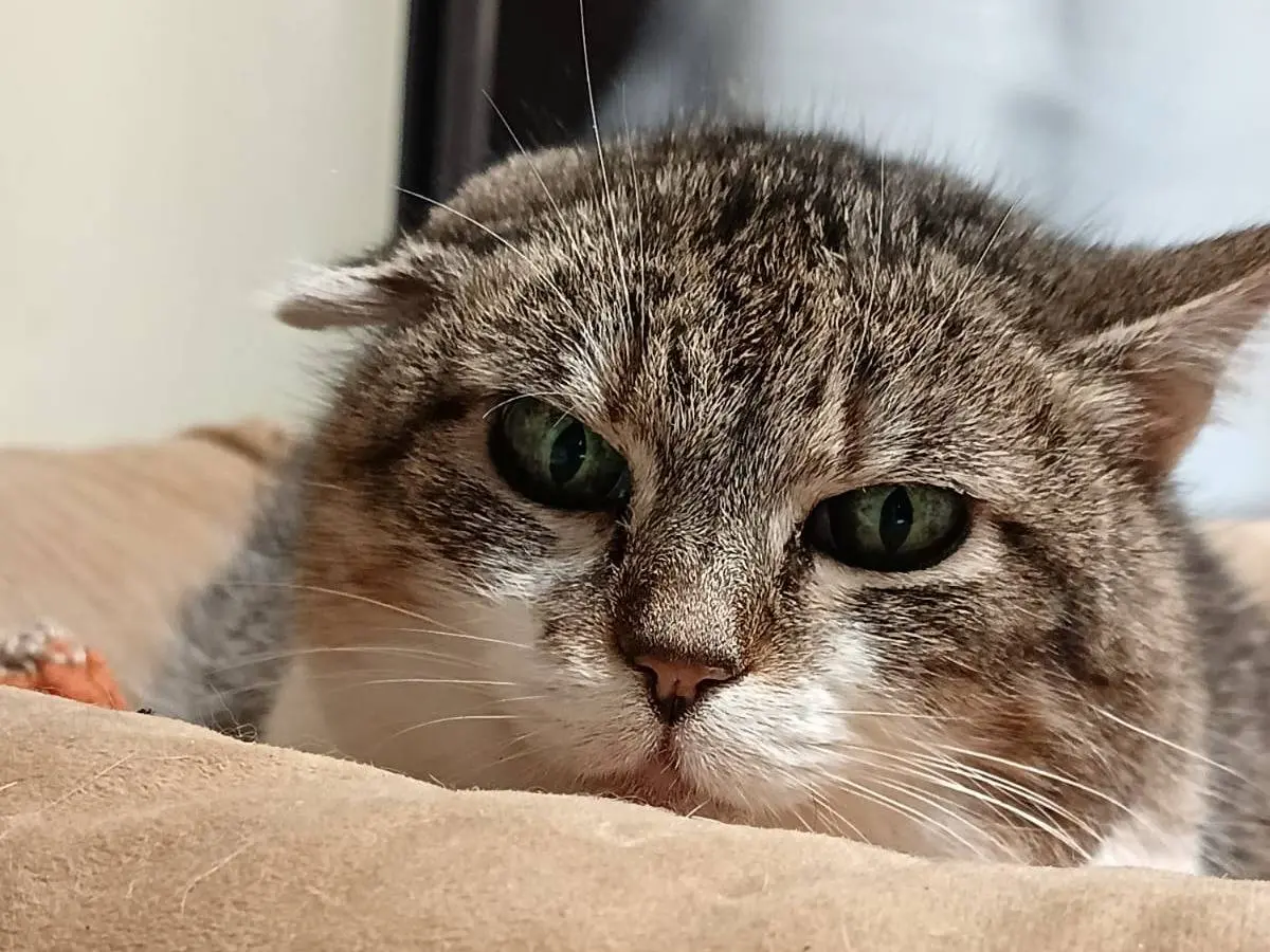 Adozione gatto, femmina, Razza sconosciuta Razza sconosciuta, 13 anni e 9 mesi, taglia non valida, Ravenna