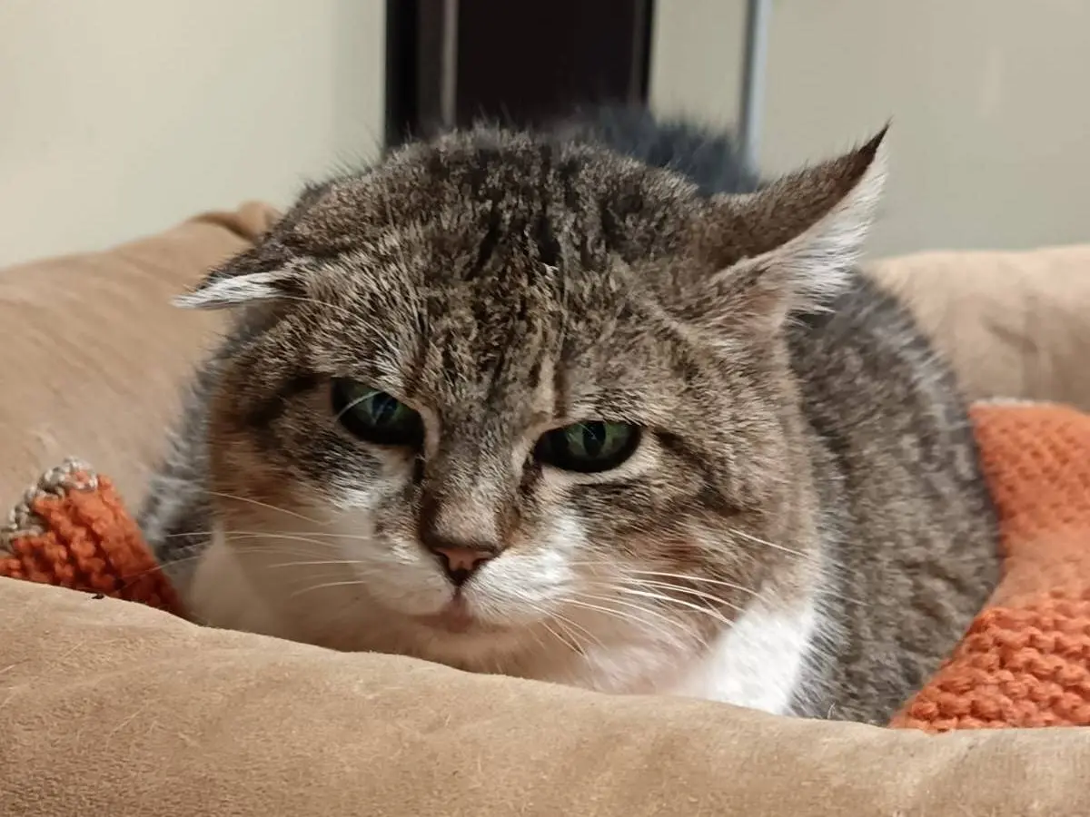 Adotta un gatto, femmina, 13 anni e 9 mesi, Ravenna