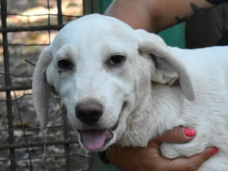 Adozione cane, maschio, Razza sconosciuta Razza sconosciuta, 2 anni e 6 mesi, taglia grande, Roma