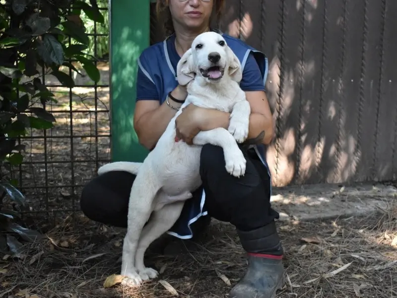 Adotta un cane, maschio, 2 anni e 6 mesi, Roma