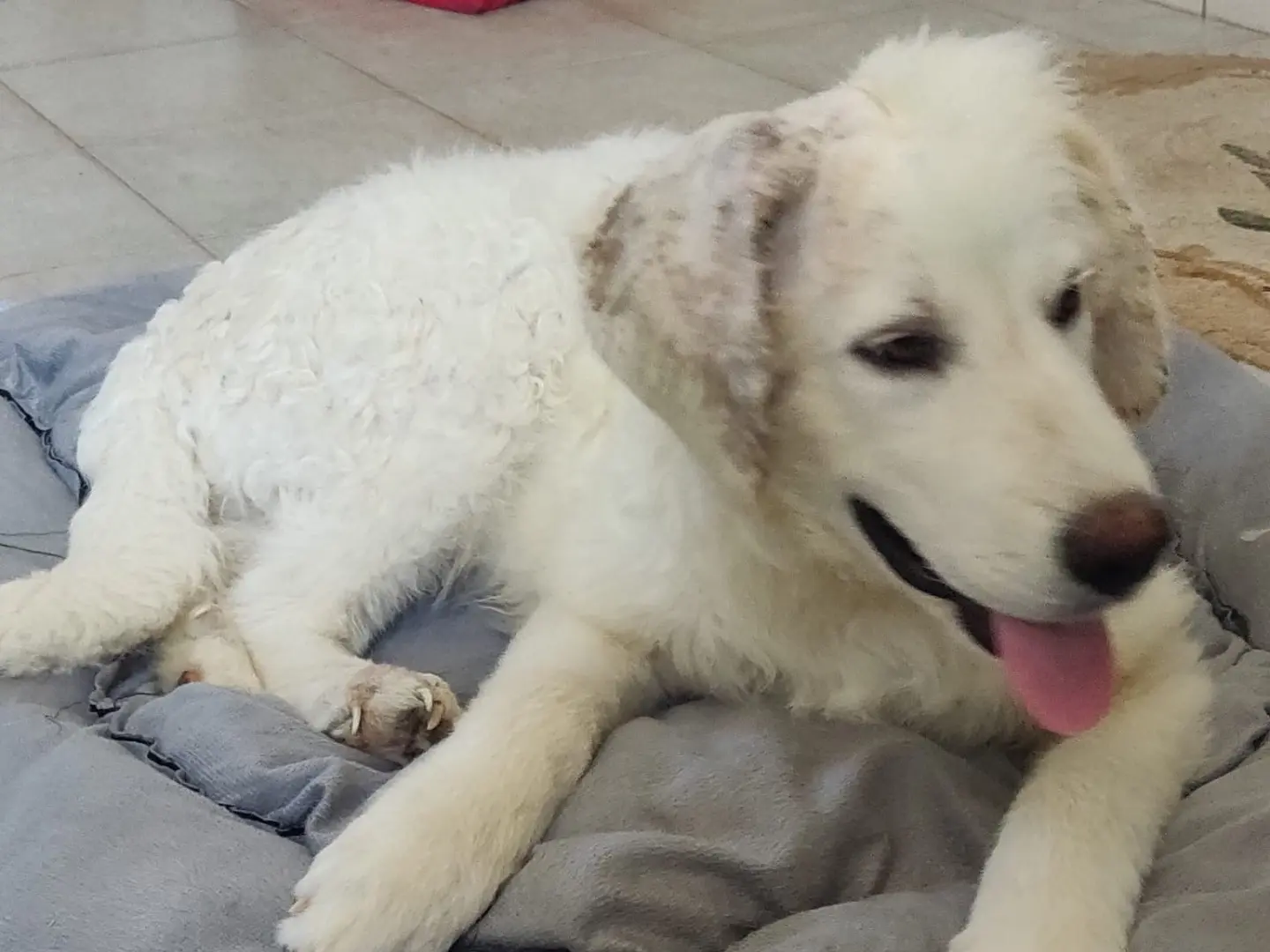 Adotta un cane, maschio, 6 mesi, Crotone