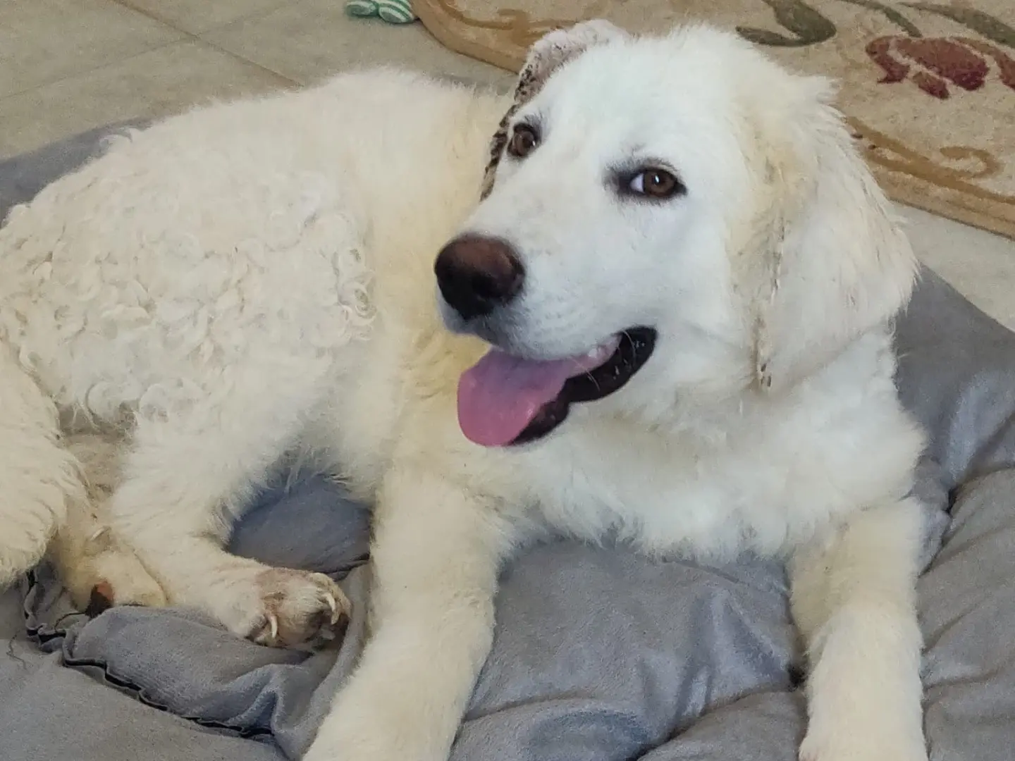 Adotta un cane, taglia gigante, maschio, Crotone