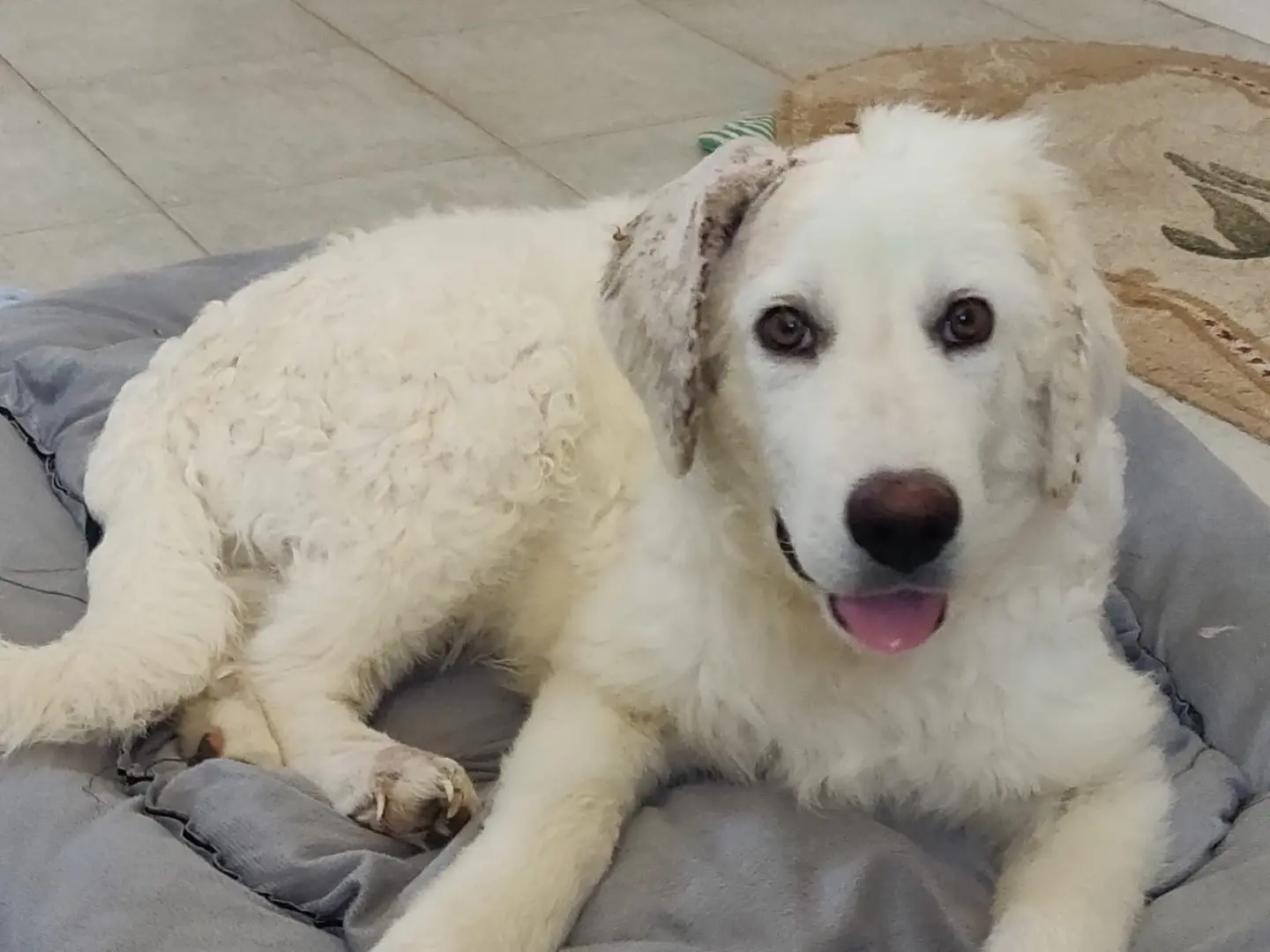 Adozione cane, maschio, Pastore maremmano Razza sconosciuta, 6 mesi, taglia gigante, Crotone