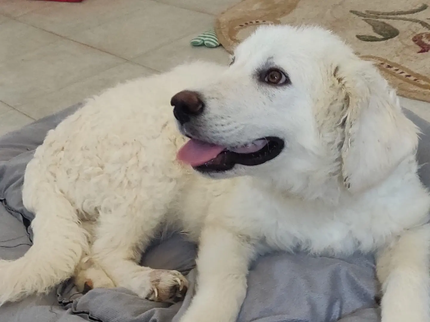 Adotta il cane ERNESTINO a Crotone