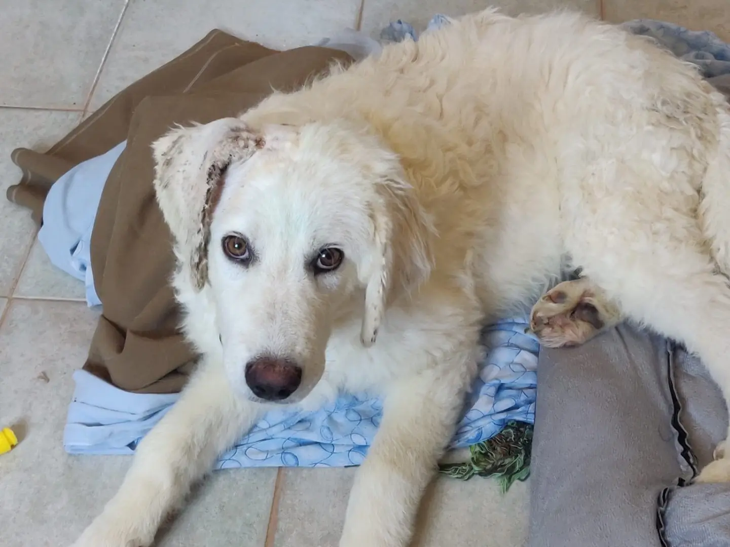 Vuoi adottare un cane a Crotone?