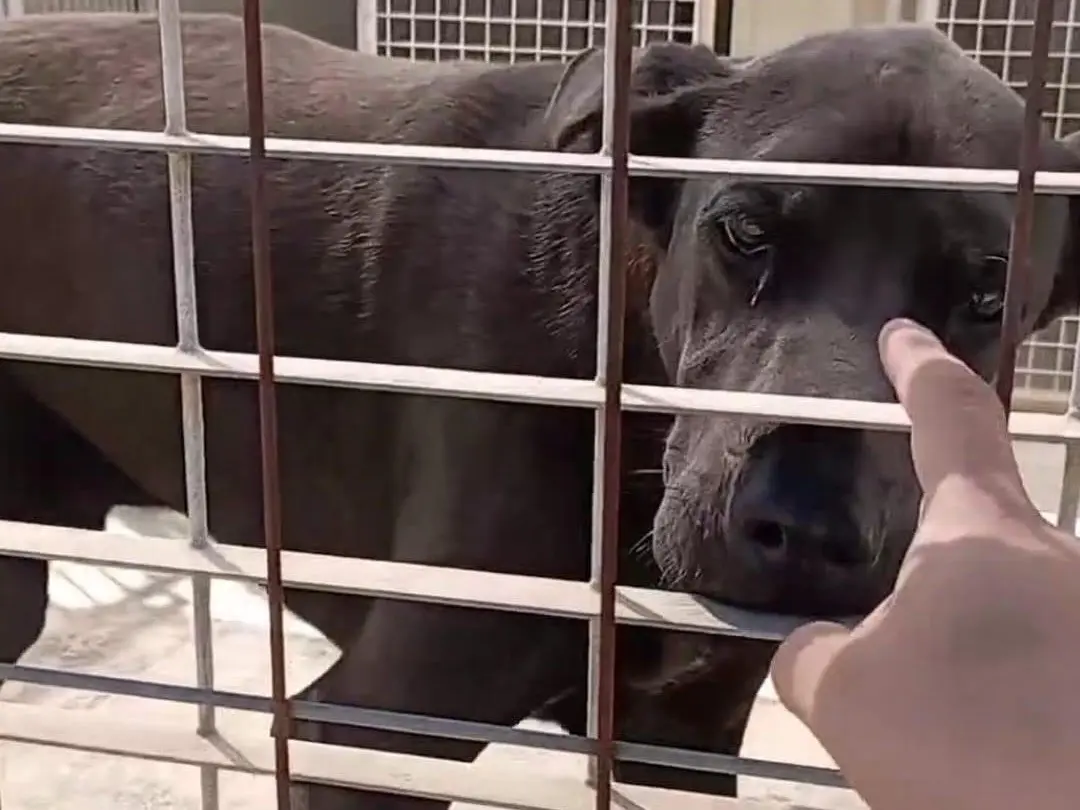 Adozione cane, maschio, Razza sconosciuta Razza sconosciuta, 7 anni e 11 mesi, taglia grande, Taranto