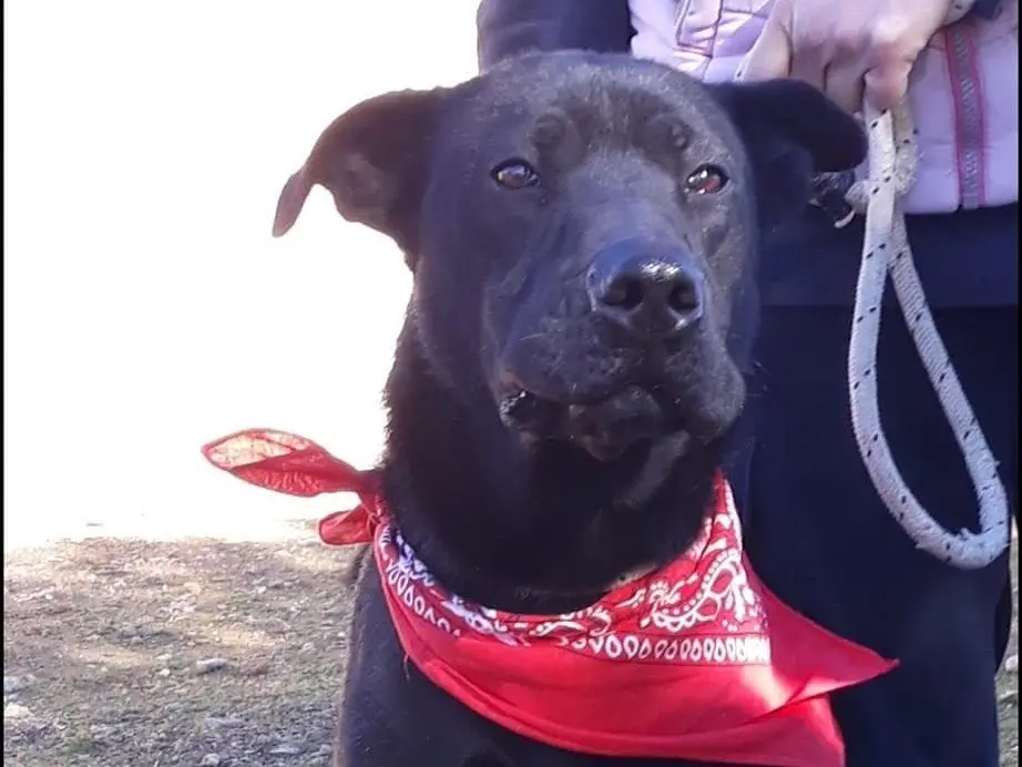 Adotta un cane, maschio, 7 anni e 11 mesi, Taranto
