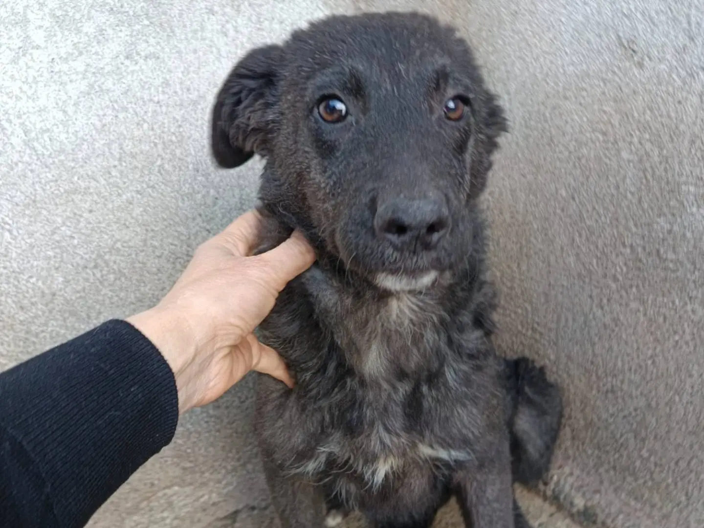 Adozione cane, femmina, Razza sconosciuta Razza sconosciuta, 2 anni e 1 mese, taglia media, Crotone