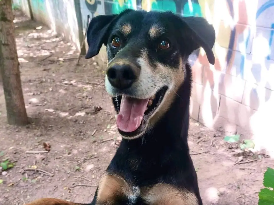 Adozione cane, maschio, Razza sconosciuta Razza sconosciuta, 9 anni, taglia media, Cremona
