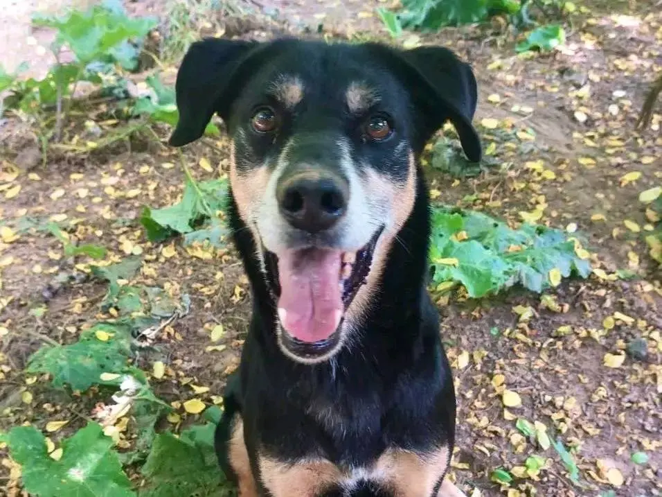 Adotta il cane REX a Cremona