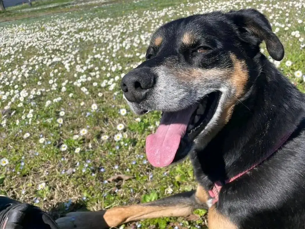 Adotta un cane, maschio, 9 anni, Cremona
