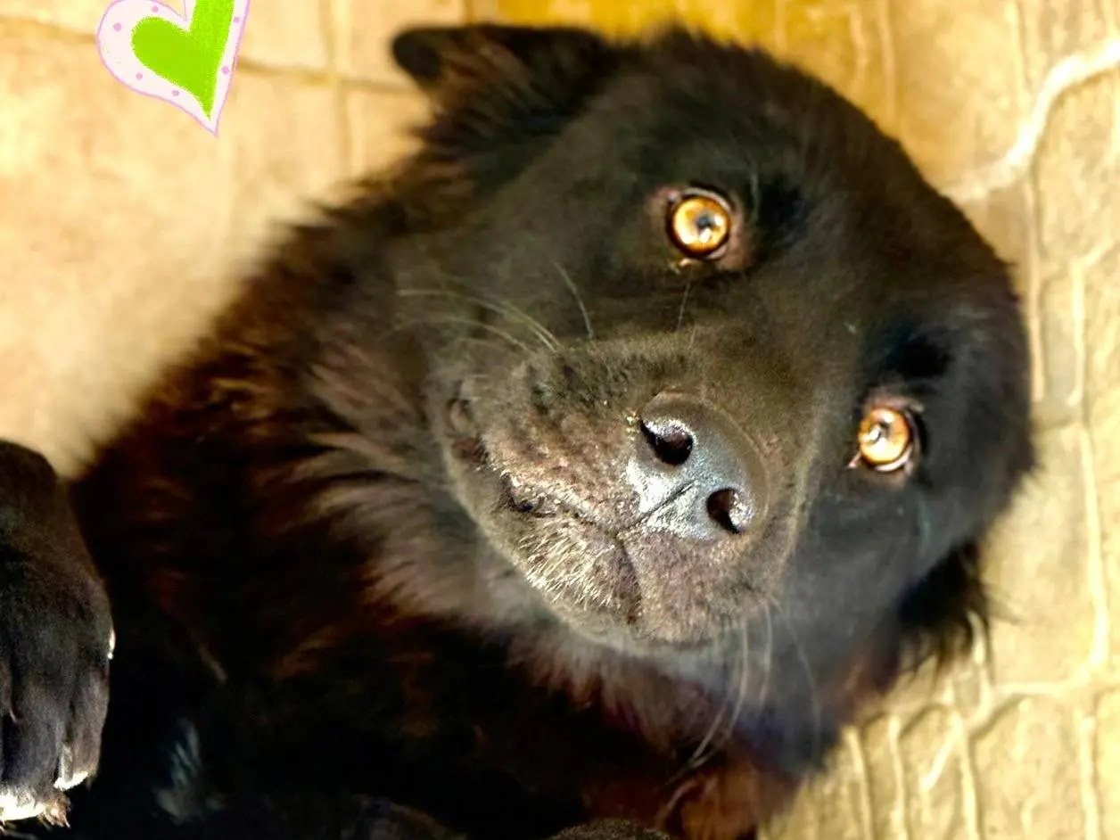Adotta un cane, femmina, 2 anni e 1 mese, Parma