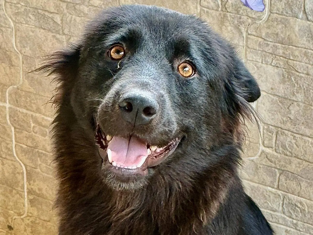 Adozione cane, femmina, Razza sconosciuta Razza sconosciuta, 2 anni e 1 mese, taglia media, Parma