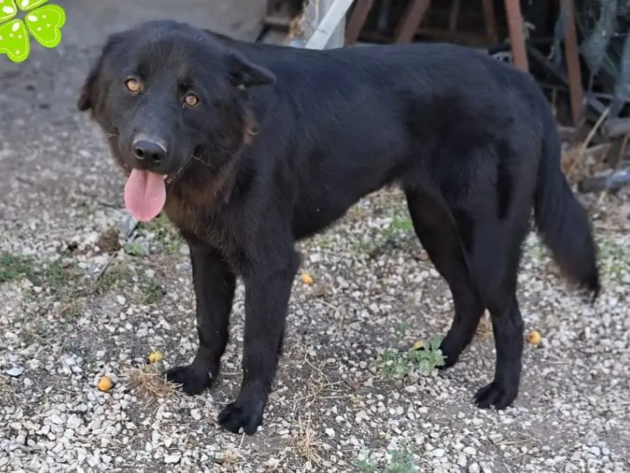 Adotta un cane, taglia media, femmina, Parma