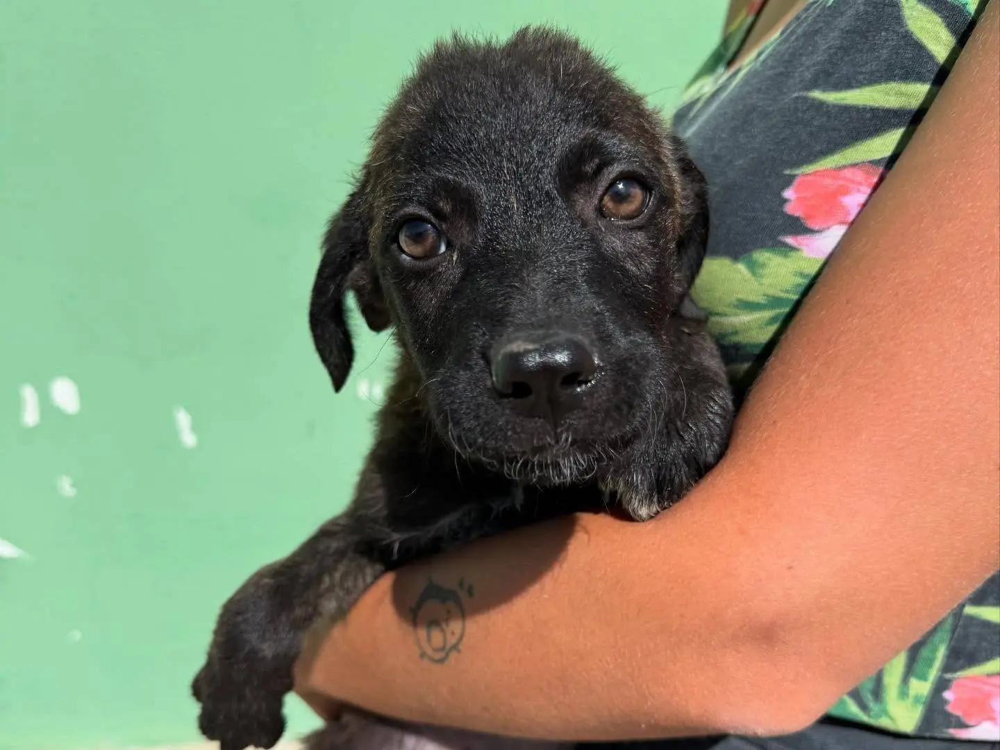 Adotta un cane, taglia media, maschio, Matera