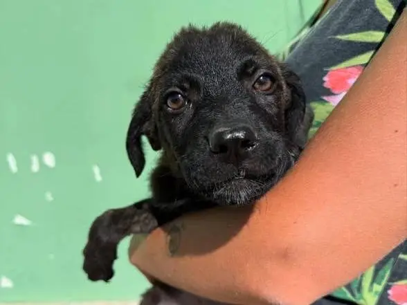 Adozione cane, maschio, Razza sconosciuta Razza sconosciuta, 1 anno e 5 mesi, taglia media, Matera