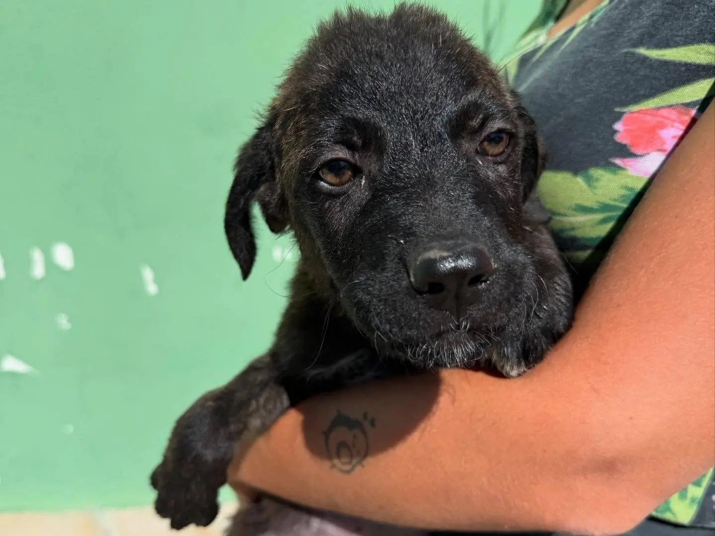 Adotta un cane, maschio, 1 anno e 5 mesi, Matera