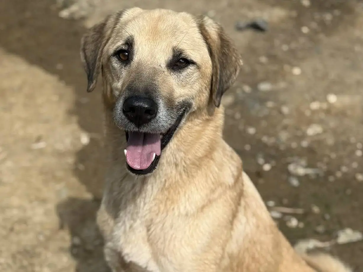 Adozione cane, maschio, Razza sconosciuta Razza sconosciuta, 5 anni e 8 mesi, taglia grande, Firenze