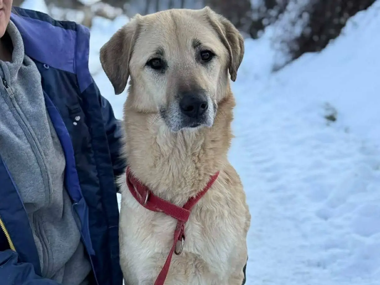 Adotta un cane, taglia grande, maschio, Firenze