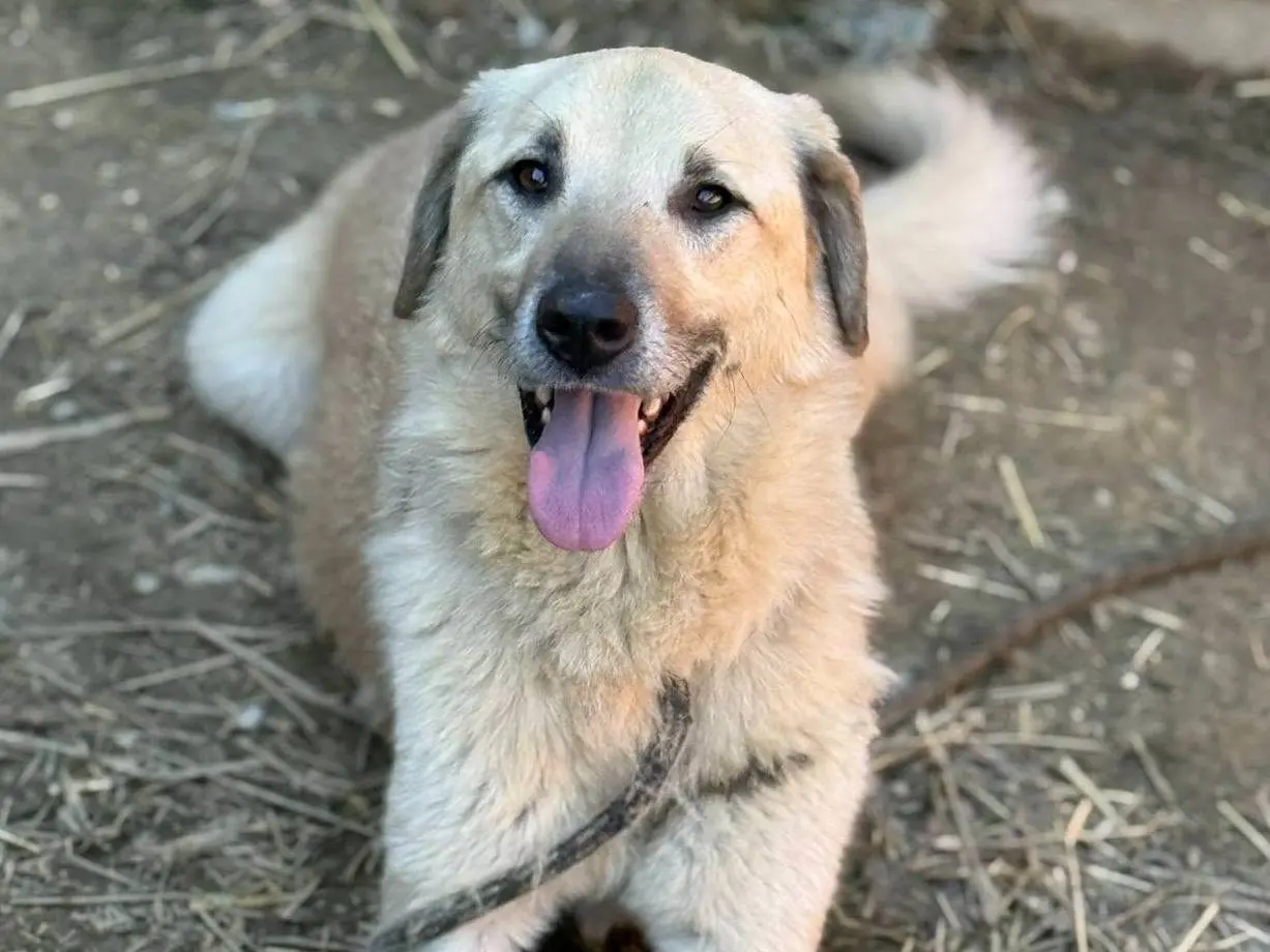 Vuoi adottare un cane a Firenze?