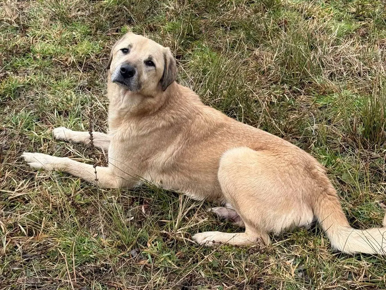 Adotta un cane, maschio, 5 anni e 8 mesi, Firenze