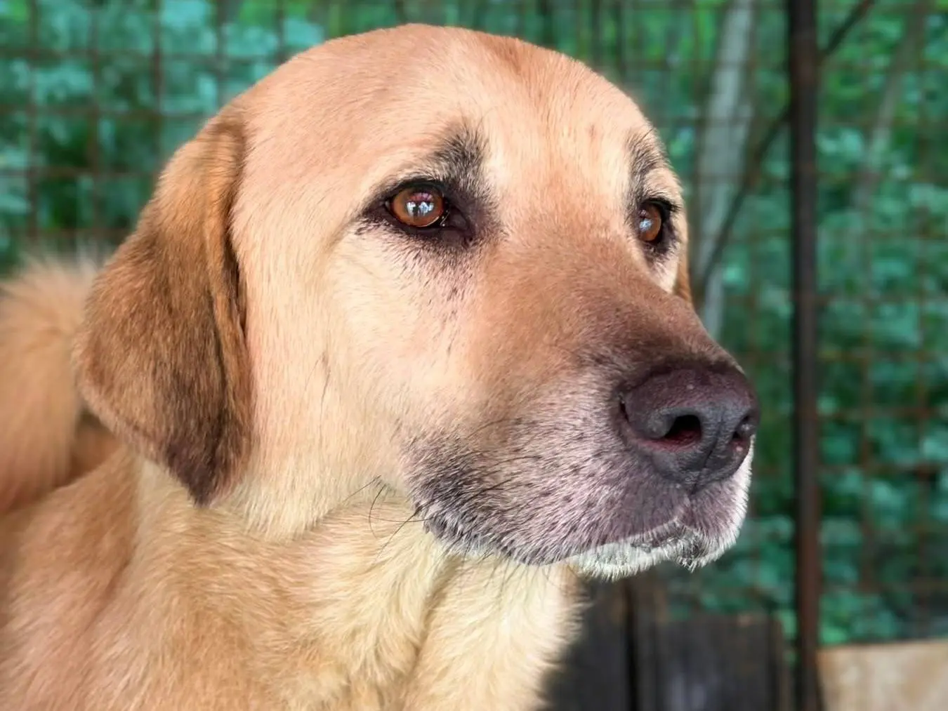 Adotta il cane ALEX a Firenze