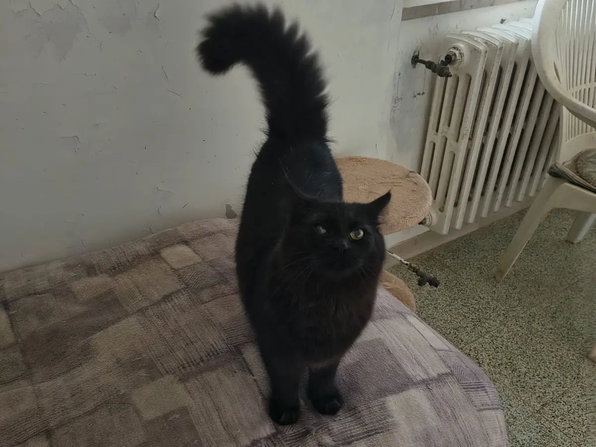 Adotta un gatto, femmina, 1 anno e 1 mese, Teramo