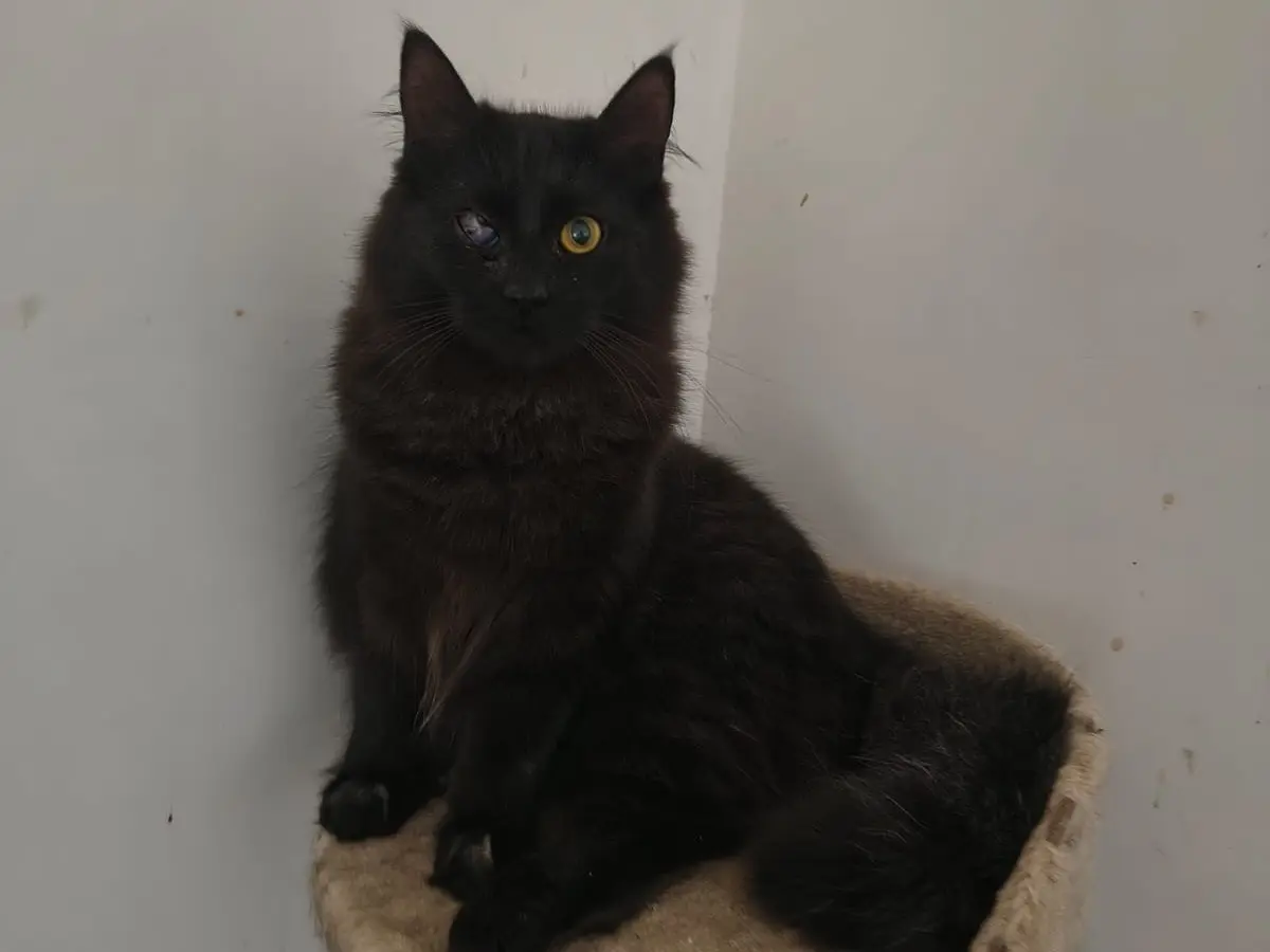 Adotta un gatto, taglia non valida, femmina, Teramo
