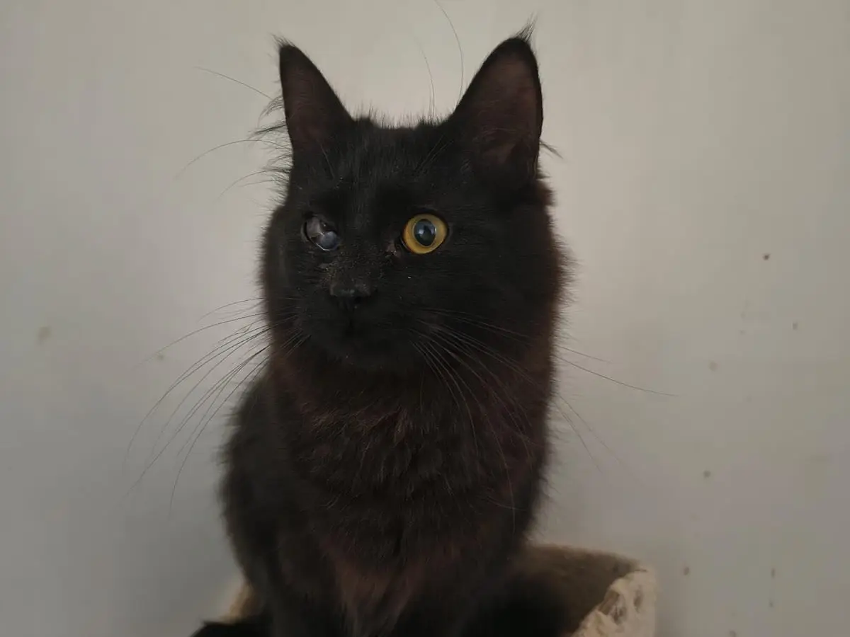 Vuoi adottare un gatto a Teramo?