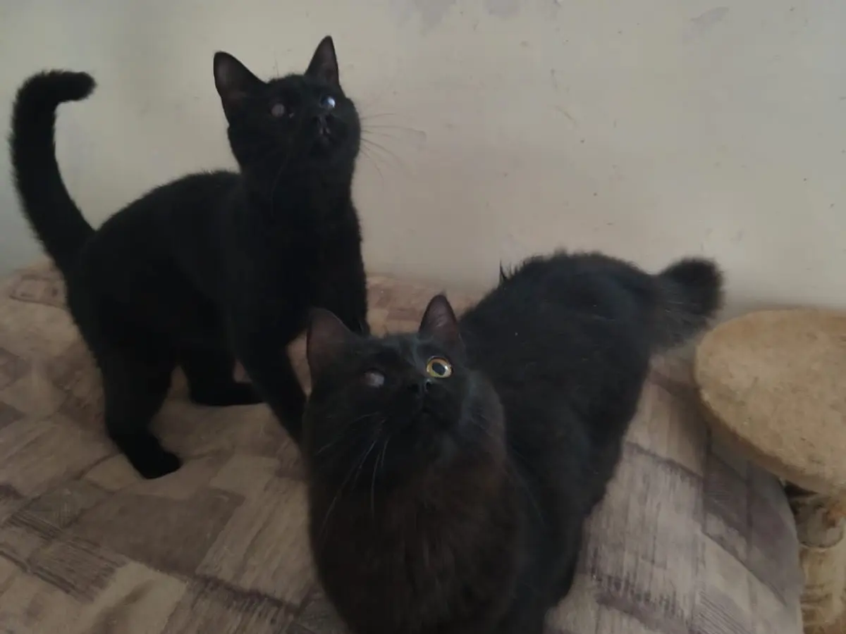 Adozione gatto, femmina, Razza sconosciuta Razza sconosciuta, 1 anno e 1 mese, taglia non valida, Teramo