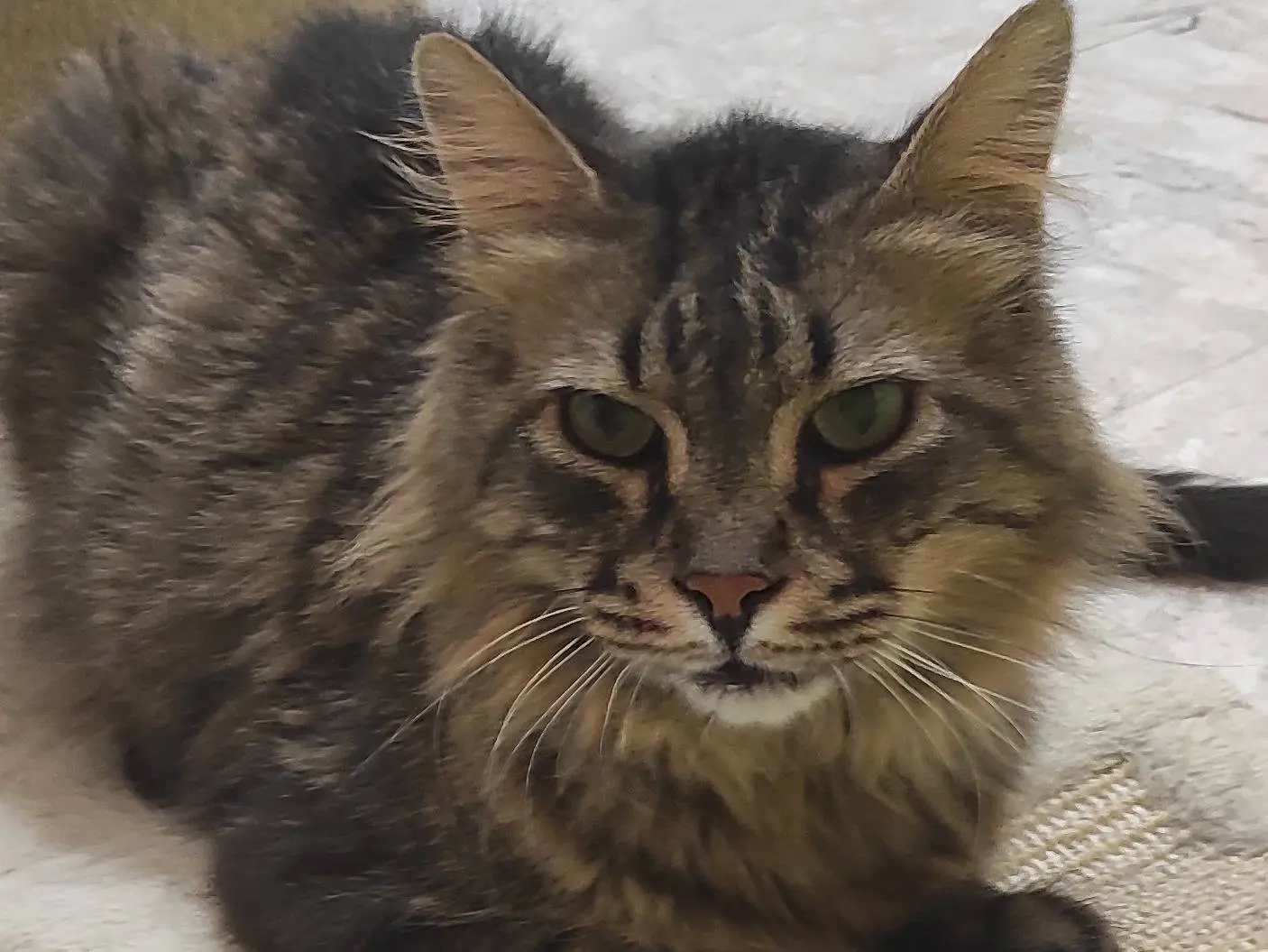Adotta un gatto, maschio, 9 anni e 9 mesi, Brescia