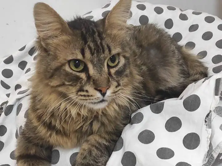 Adozione gatto, maschio, Razza sconosciuta Razza sconosciuta, 9 anni e 9 mesi, taglia non valida, Brescia