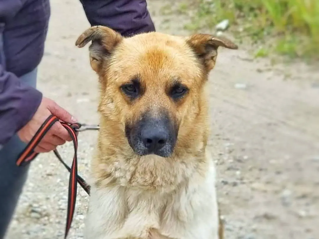 Adozione cane, maschio, meticcio, 4 anni e 6 mesi, taglia media, Pavia