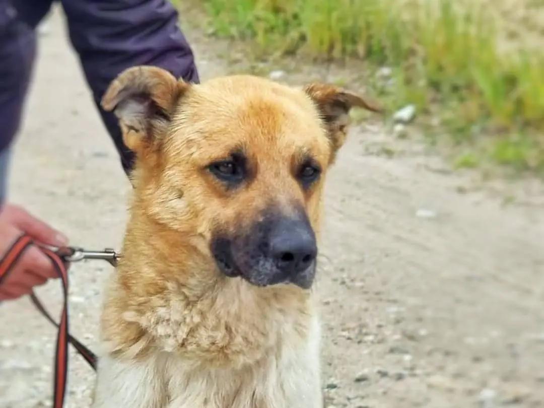 Adotta un cane, maschio, 4 anni e 6 mesi, Pavia