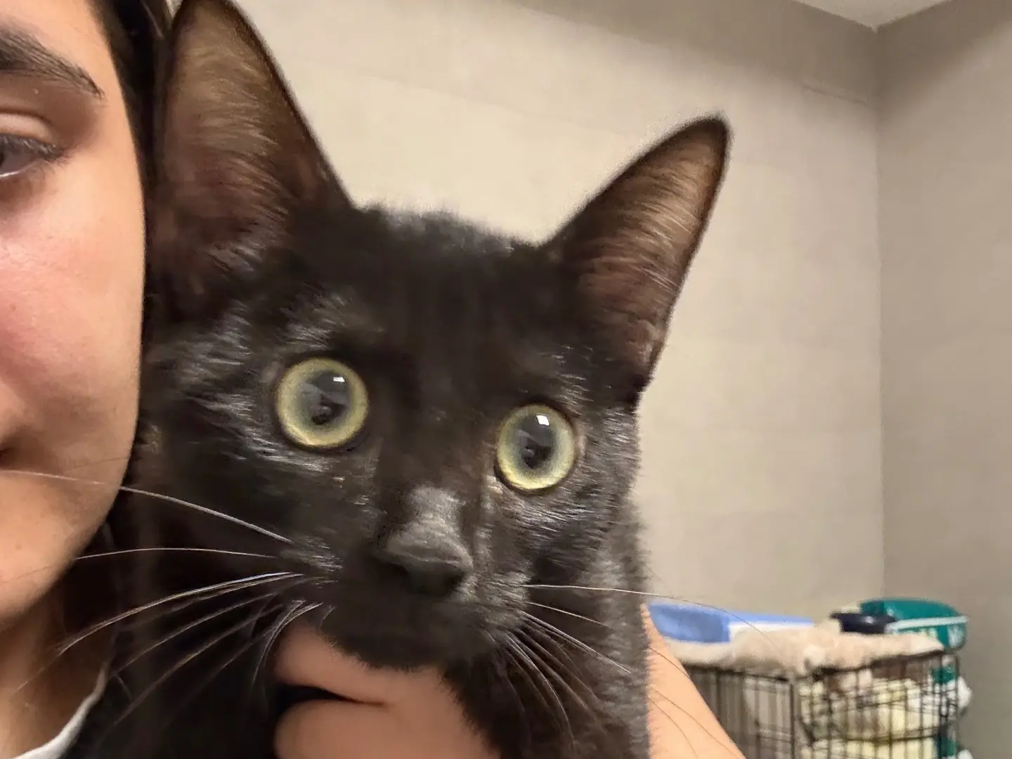Adotta un gatto, maschio, 3 mesi, Bari