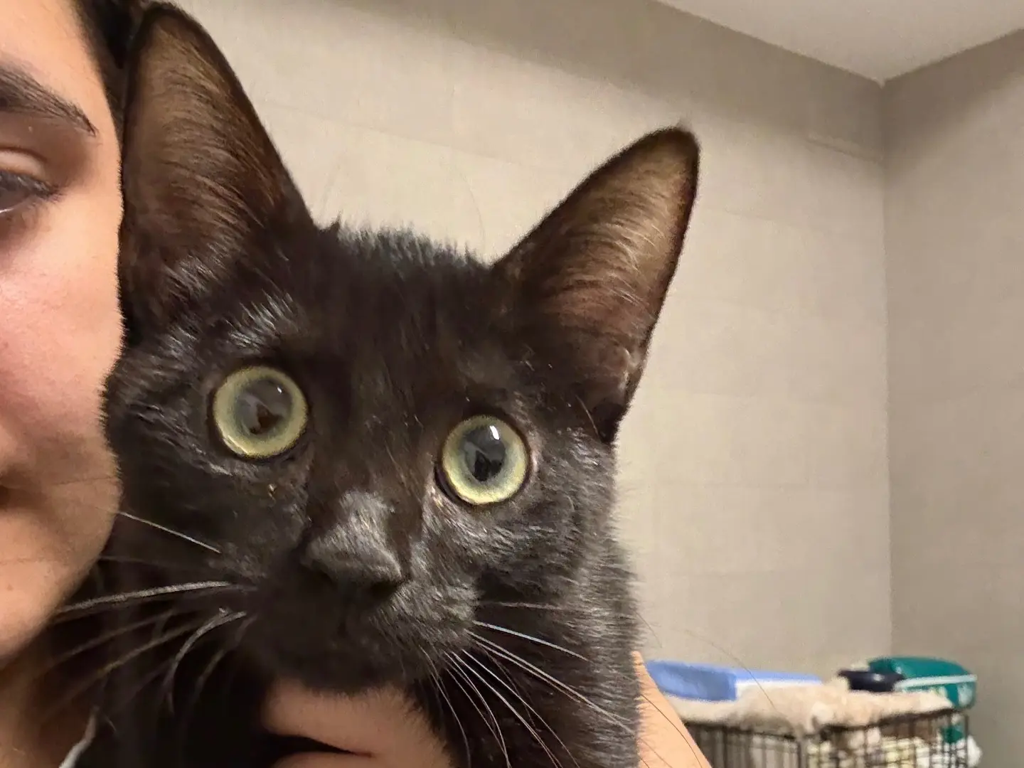 Adotta un gatto, taglia non valida, maschio, Bari