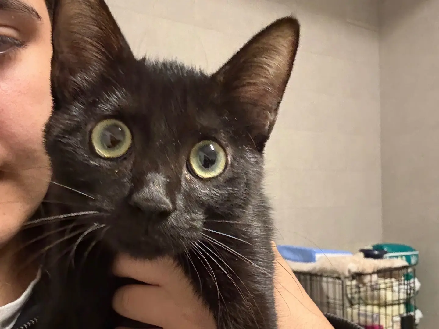 Adozione gatto, maschio, Razza sconosciuta Razza sconosciuta, 3 mesi, taglia non valida, Bari