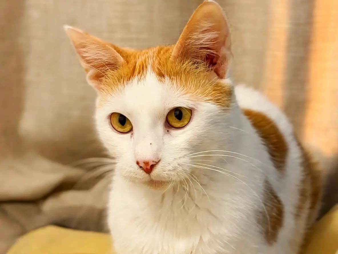 Adozione gatto, femmina, Razza sconosciuta Razza sconosciuta, 1 anno e 11 mesi, taglia non valida, Torino